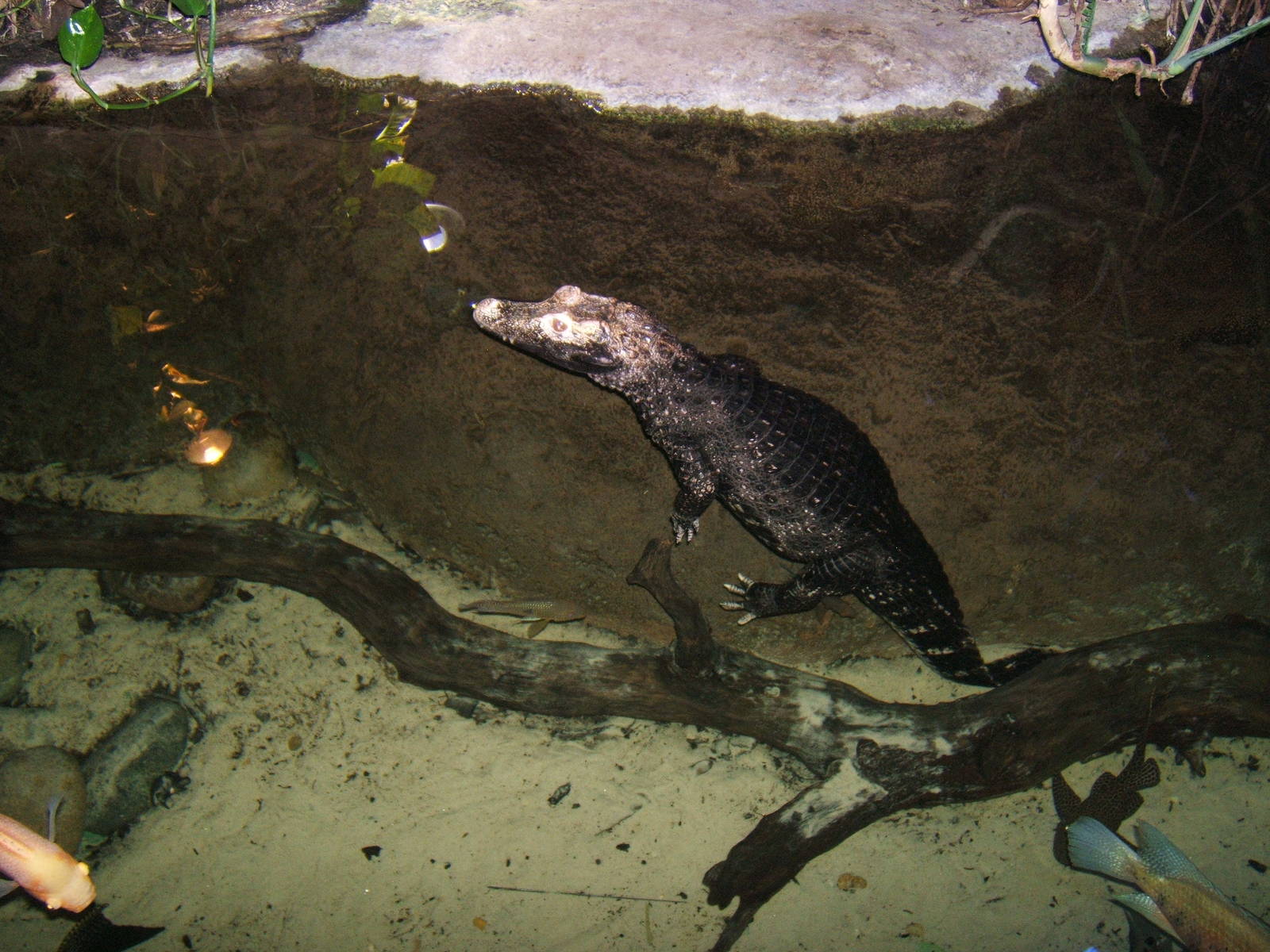 Cuvier`s Dwarf Caiman