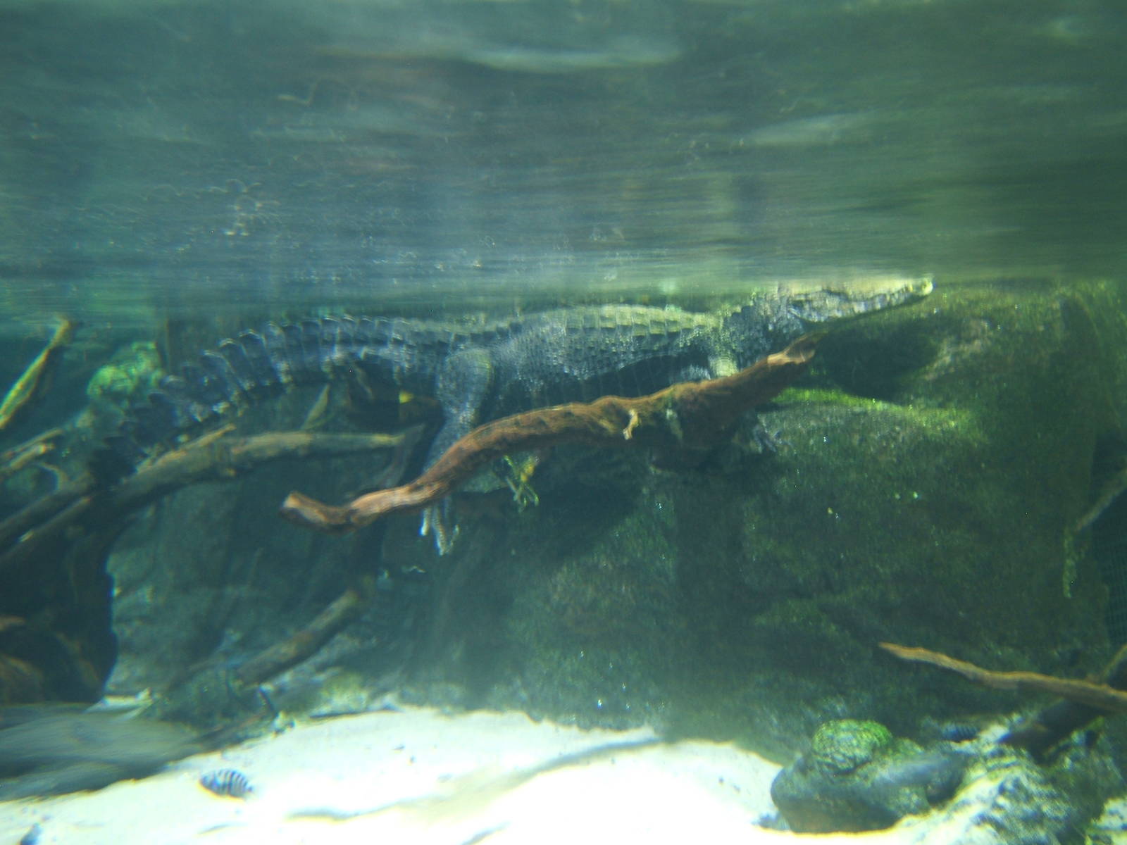 Cuvier`s Dwarf Caiman