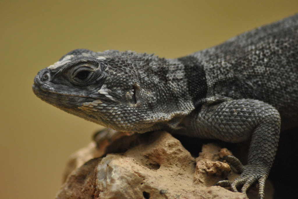 Cuvier´s madagascar iguana