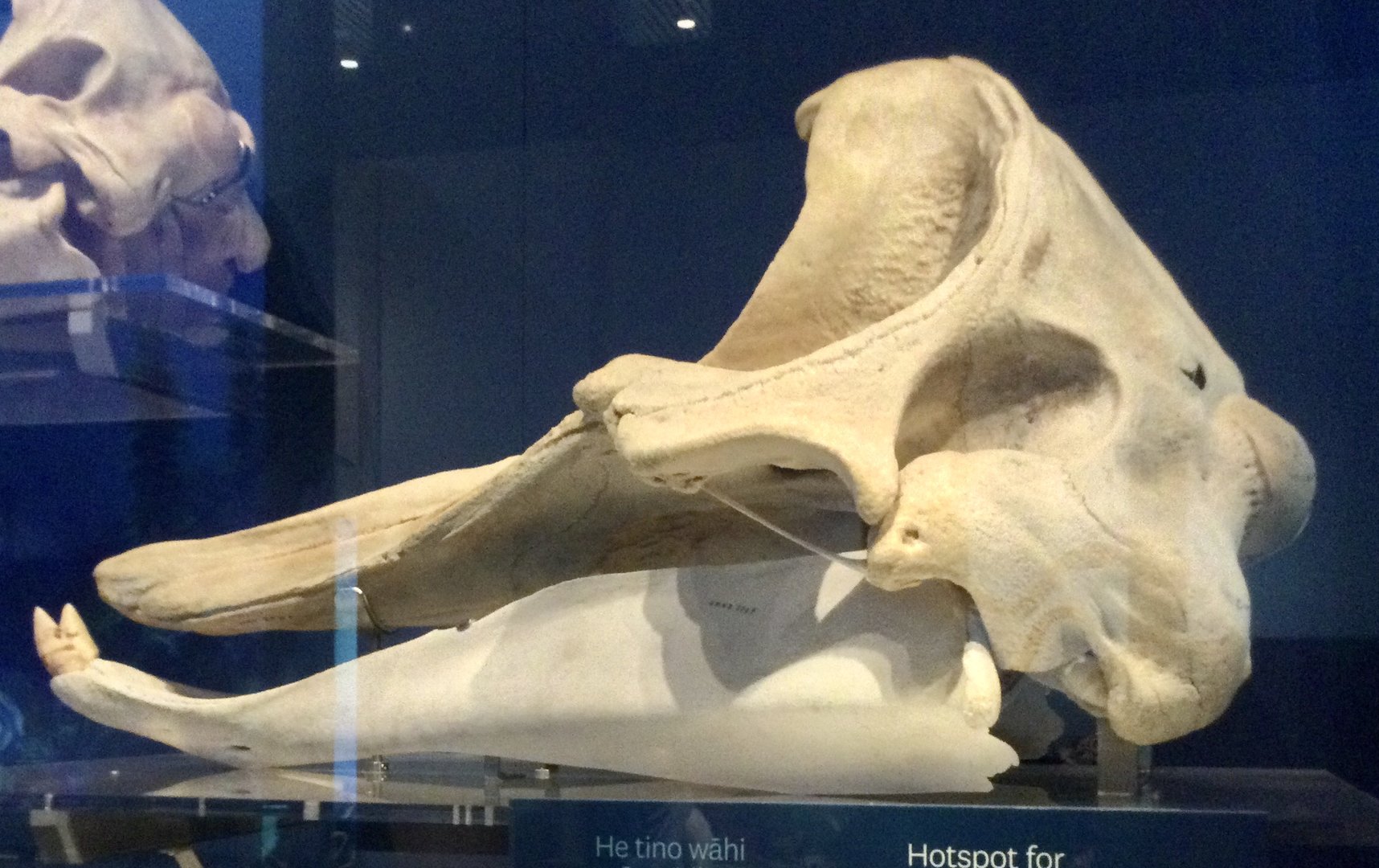 Cuvier's beaked whale (Ziphius cavirostris) skull, Te Papa Museum