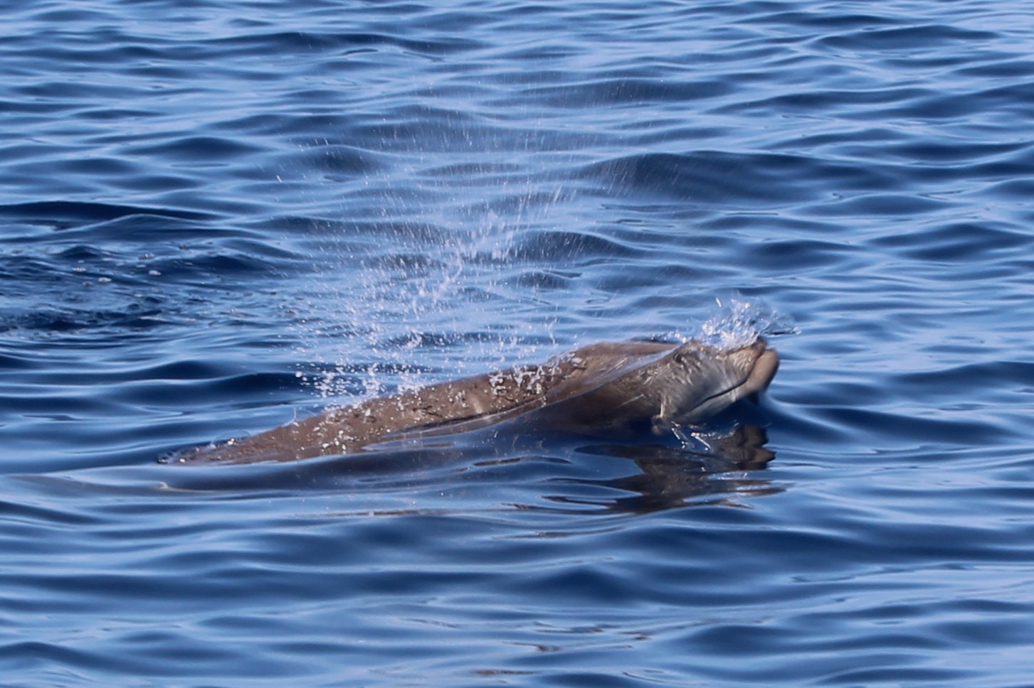 Cuvier's Beaked-Whale