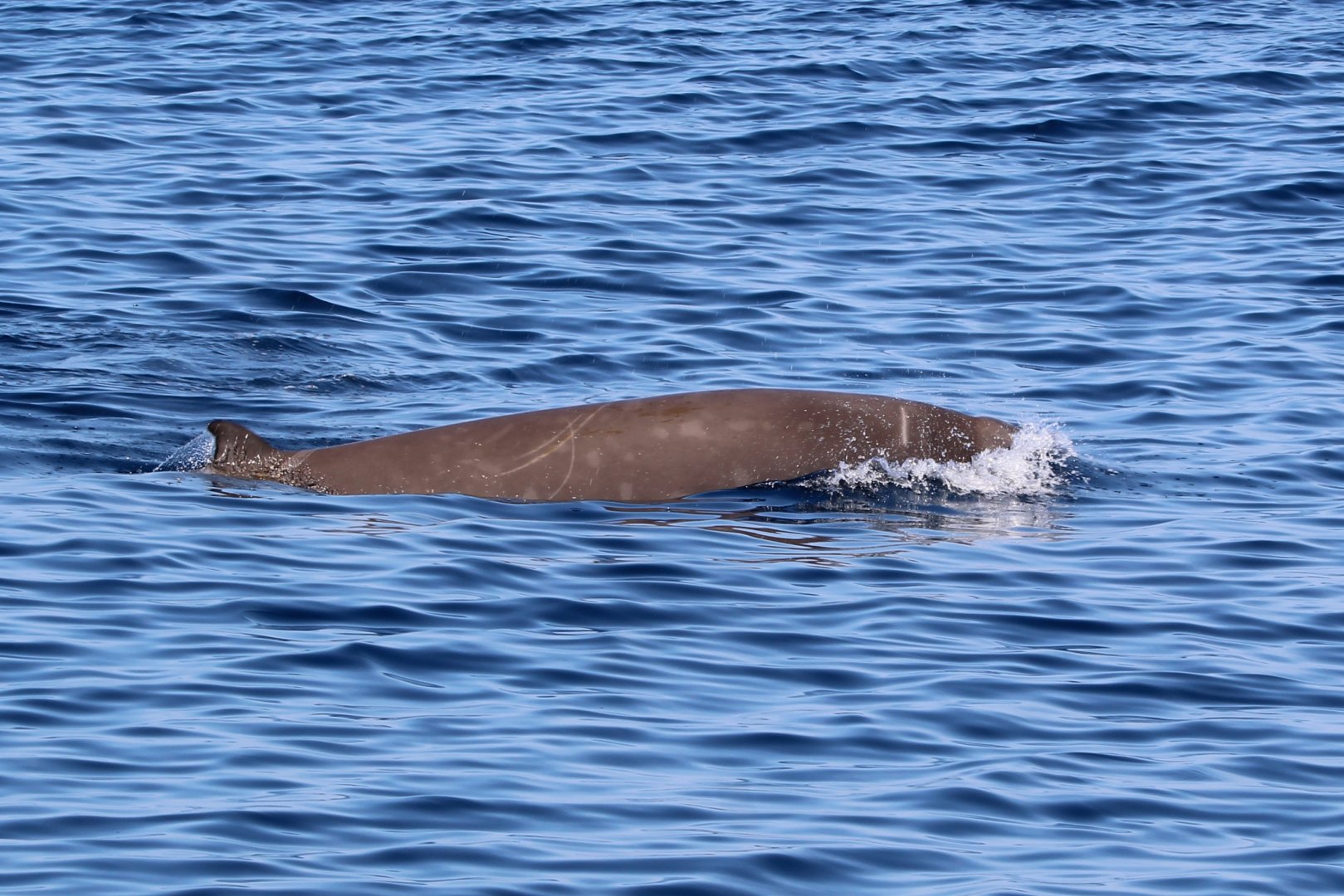 Cuvier's Beaked-Whale