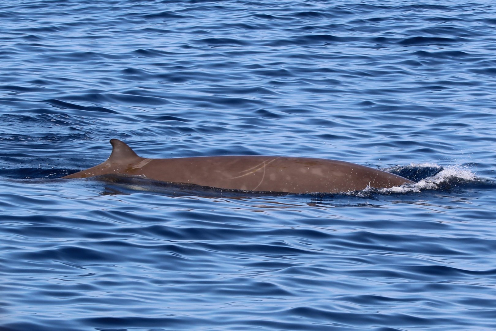 Cuvier's Beaked-Whale