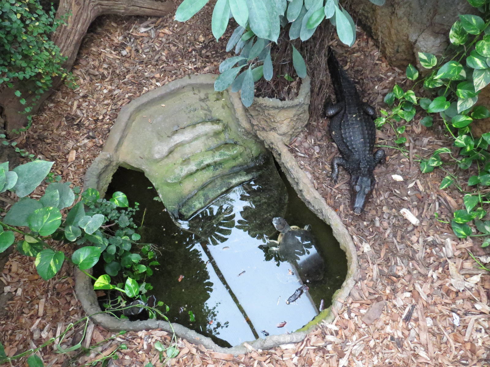 Cuvier's caiman enclosure, June 2015.