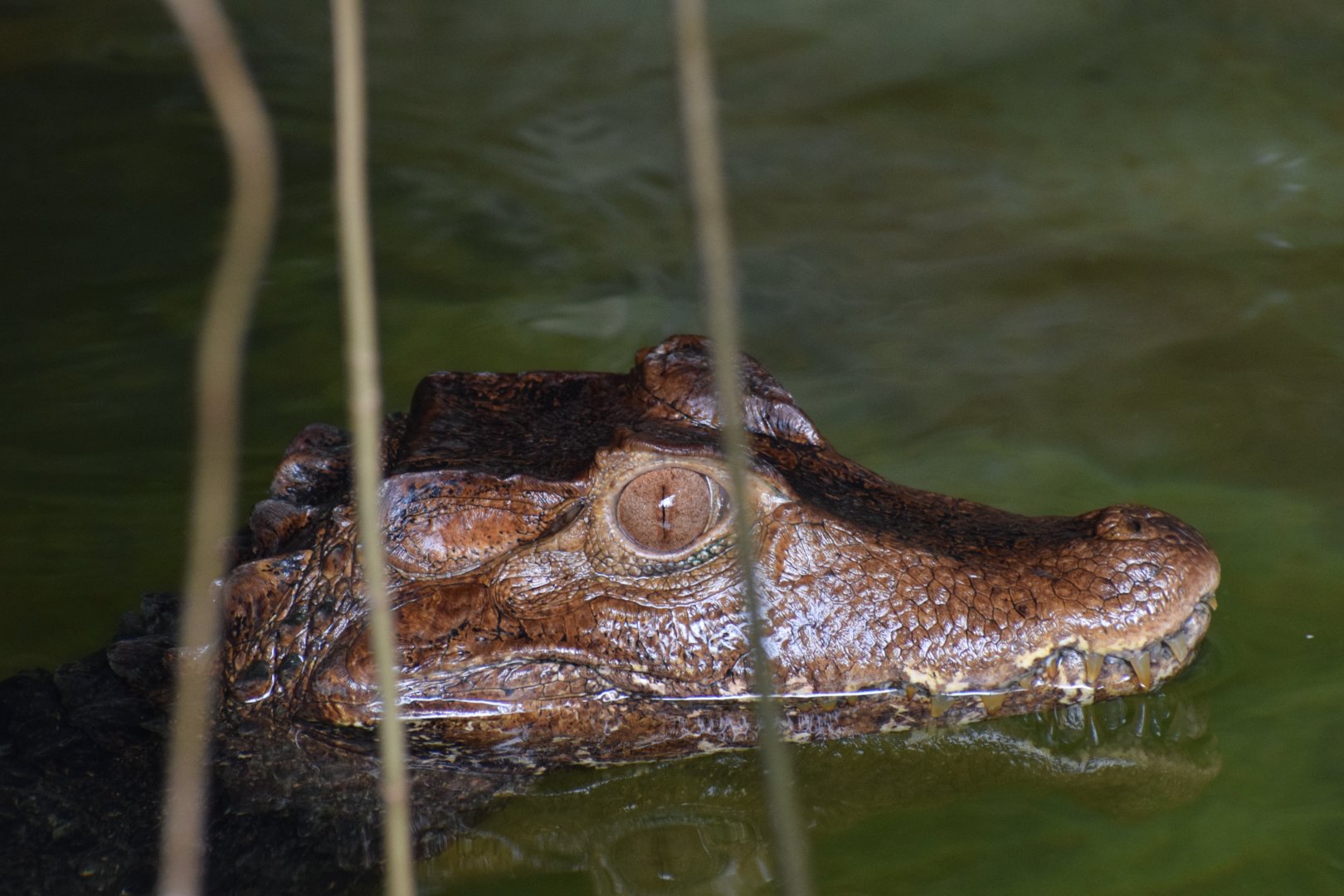 Cuvier's caiman