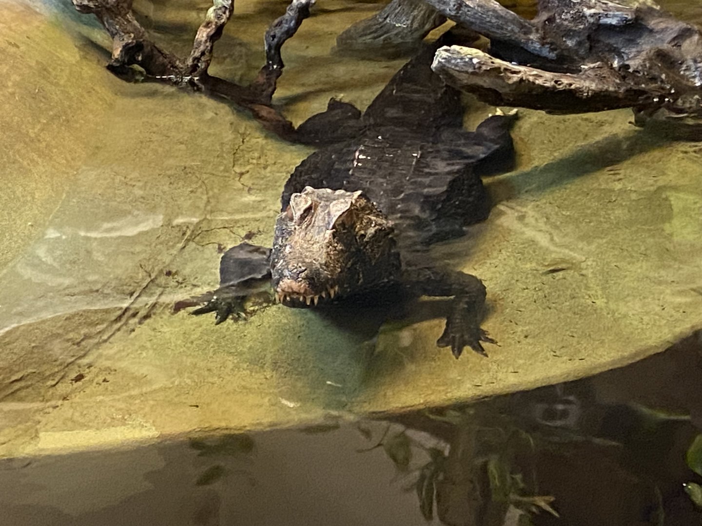 Cuvier’s dwarf caiman 040124