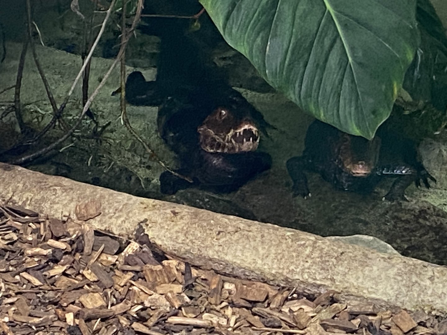 Cuvier’s dwarf caiman 050924