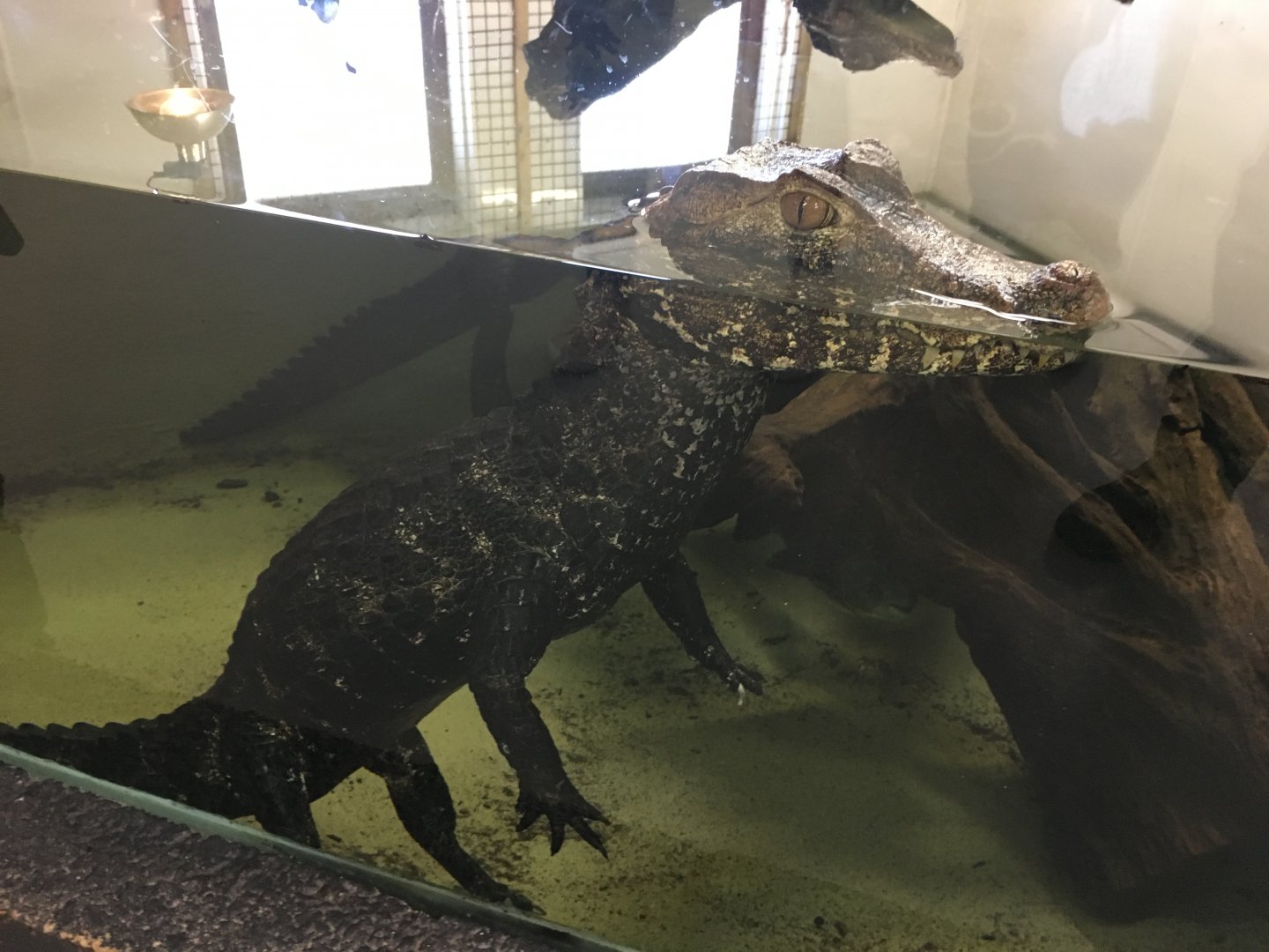 Cuvier's Dwarf Caiman 100917