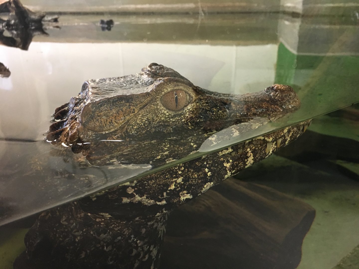 Cuvier's Dwarf Caiman 100917