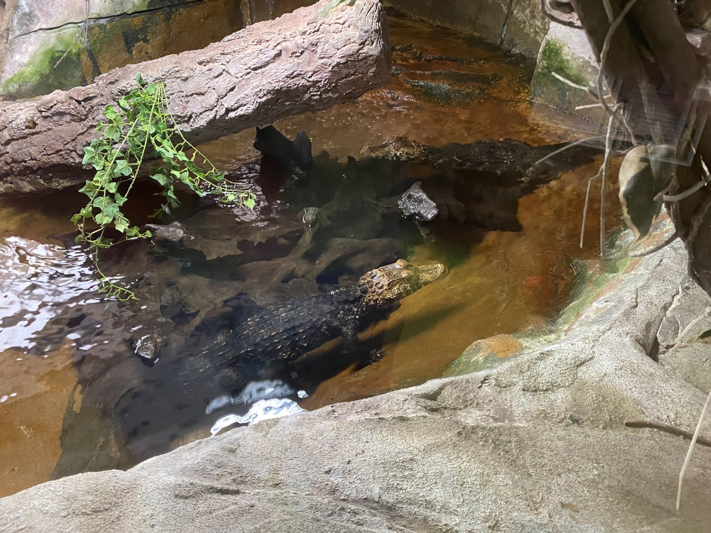 Cuvier's dwarf caiman 150522