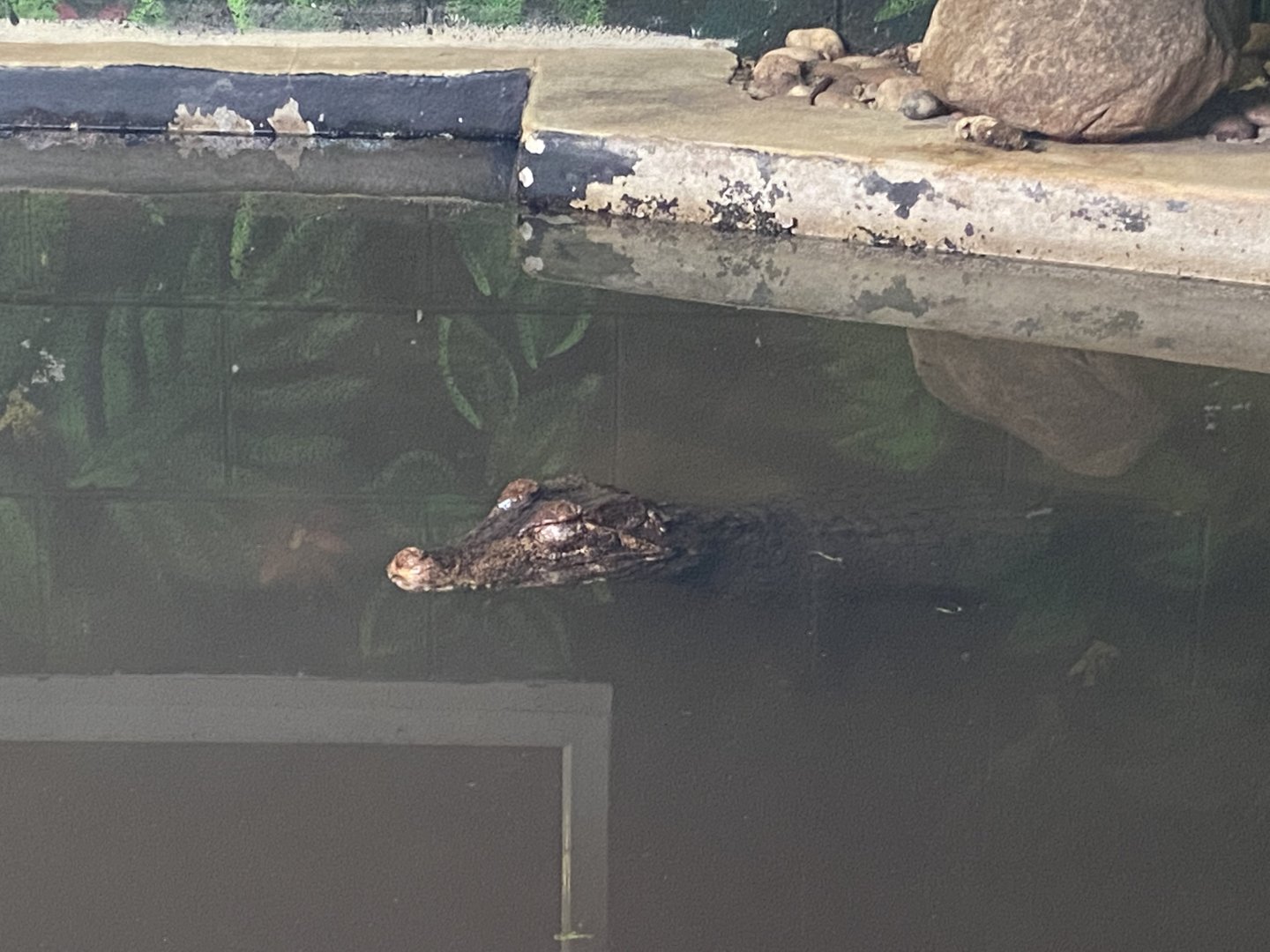 Cuvier's dwarf caiman 231022