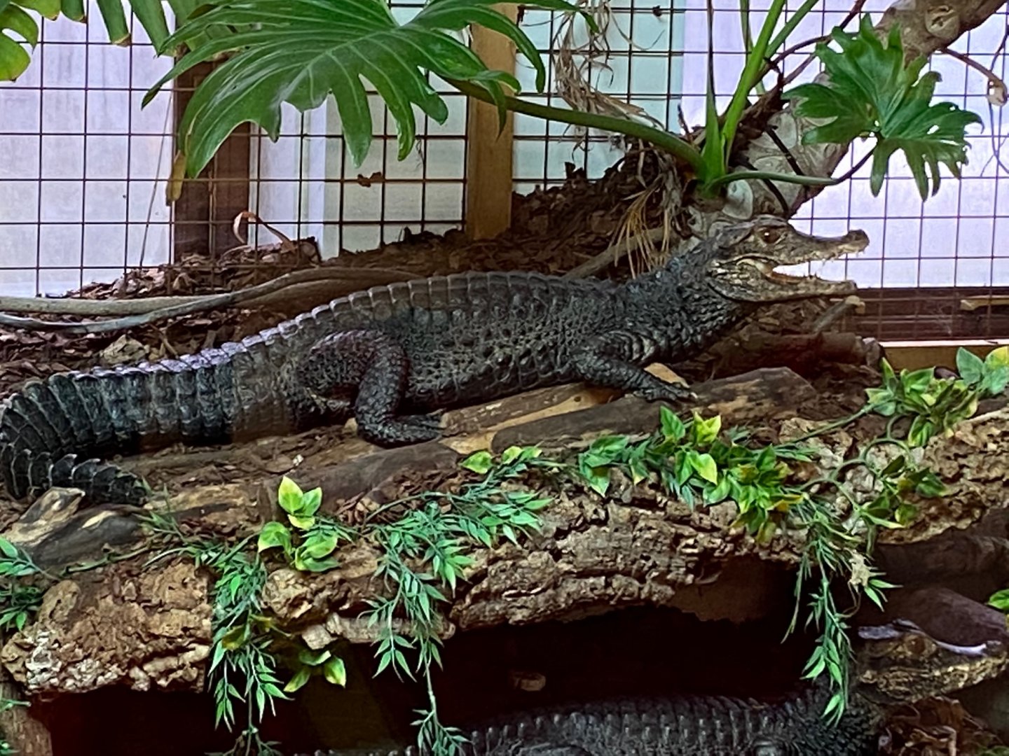 Cuvier’s dwarf caiman 231119