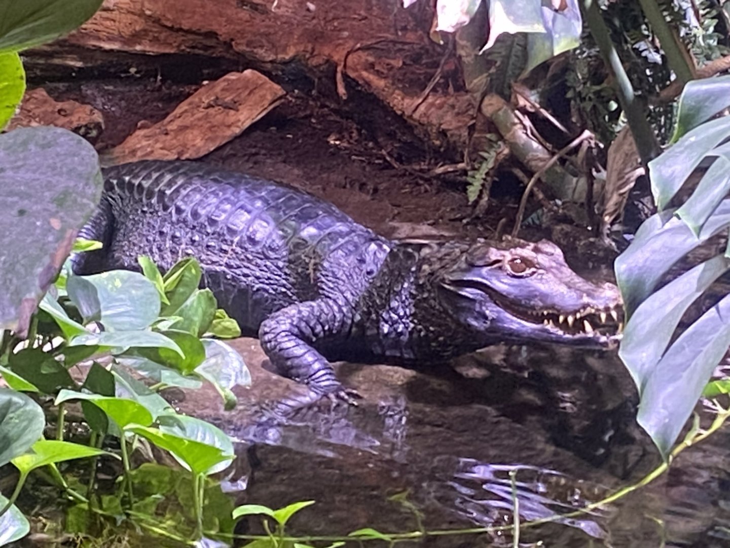 Cuvier’s dwarf caiman 251123