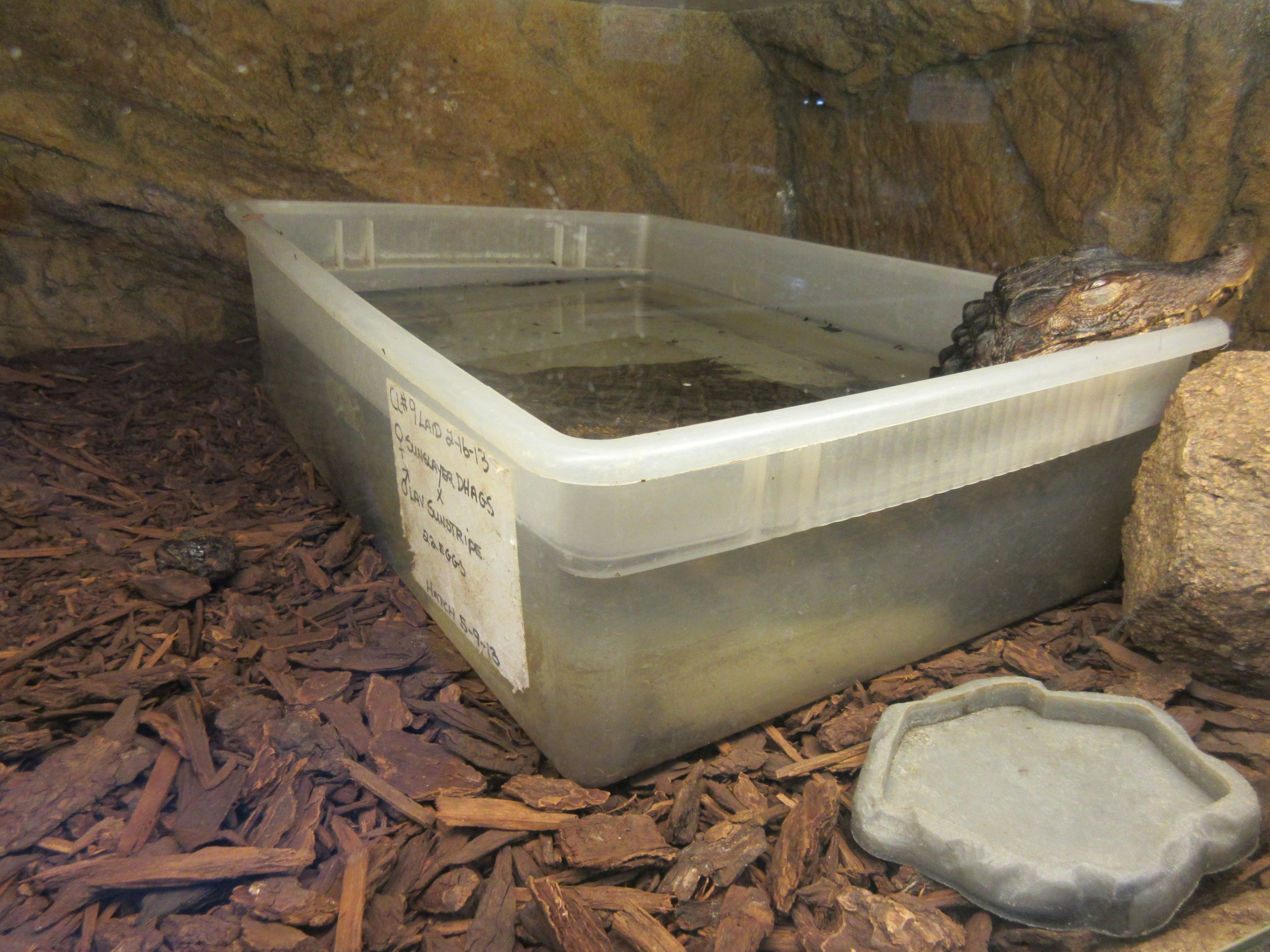 Cuvier's Dwarf Caiman (80% of exhibit is shown)