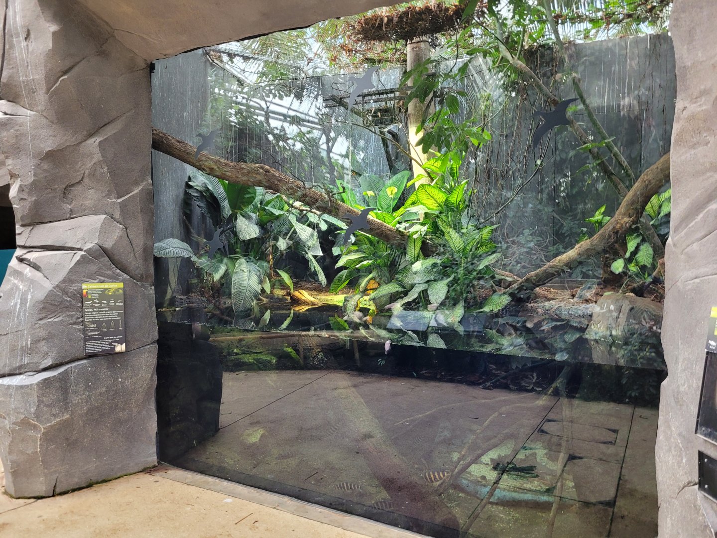 Cuvier's dwarf caiman and Banded leoprinus exhibit -Parc Zoologique de Paris (2022)