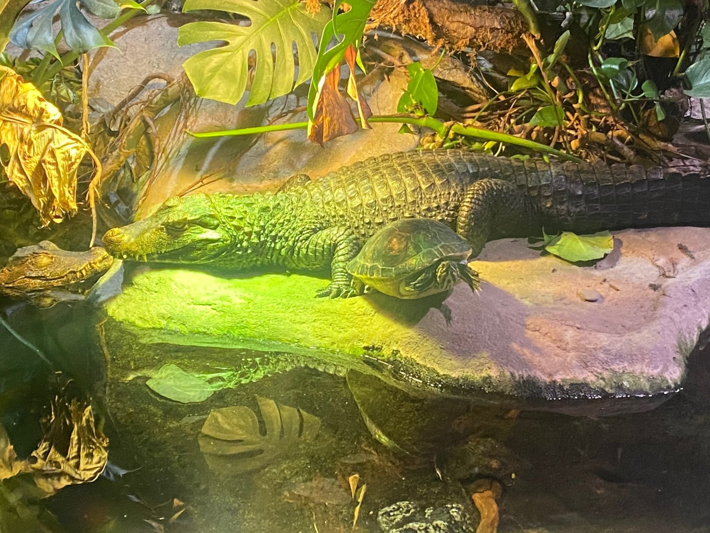 Cuvier’s dwarf caiman and friend 240122