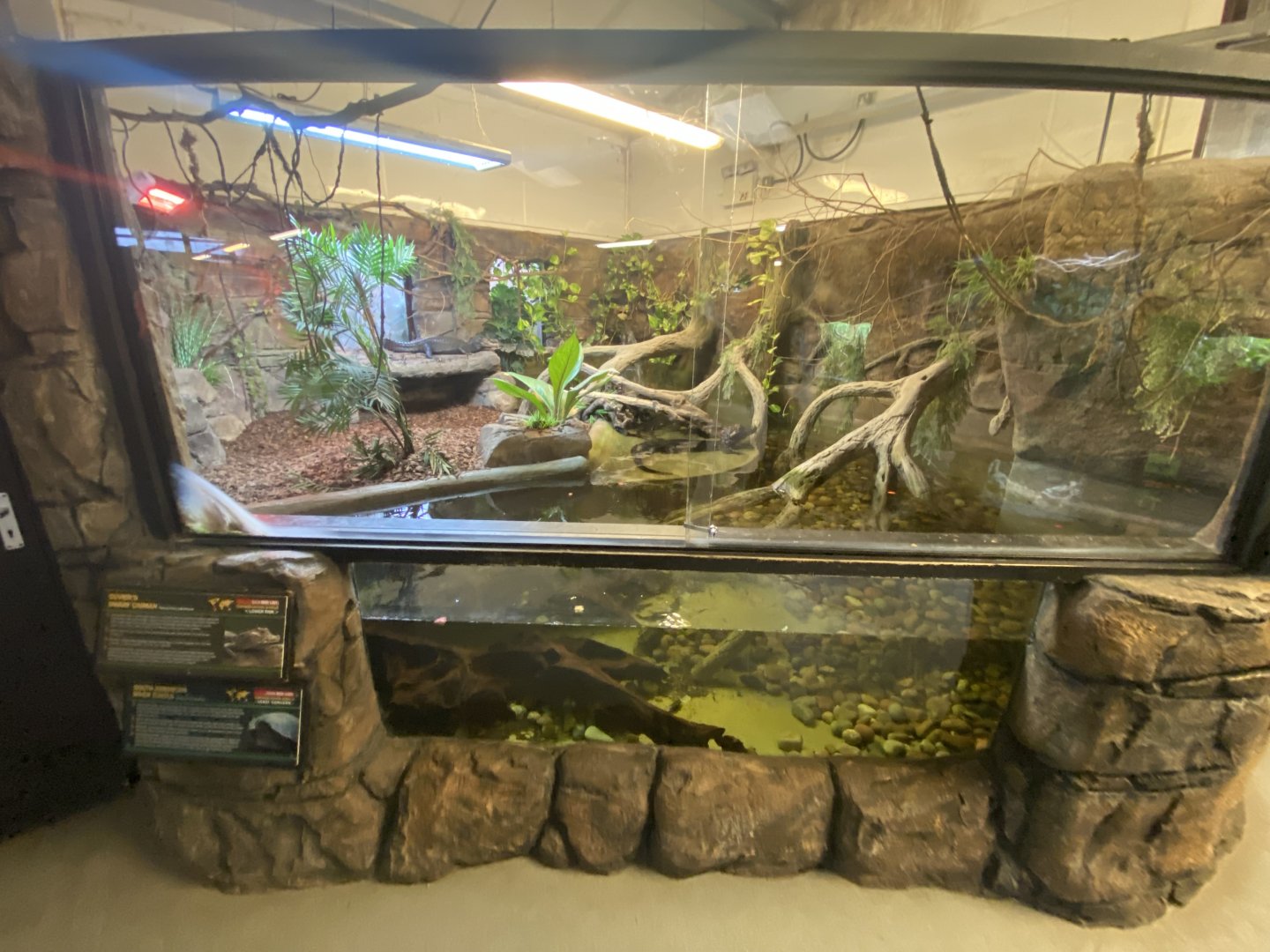 Cuvier’s dwarf caiman and side-necked turtle enclosure