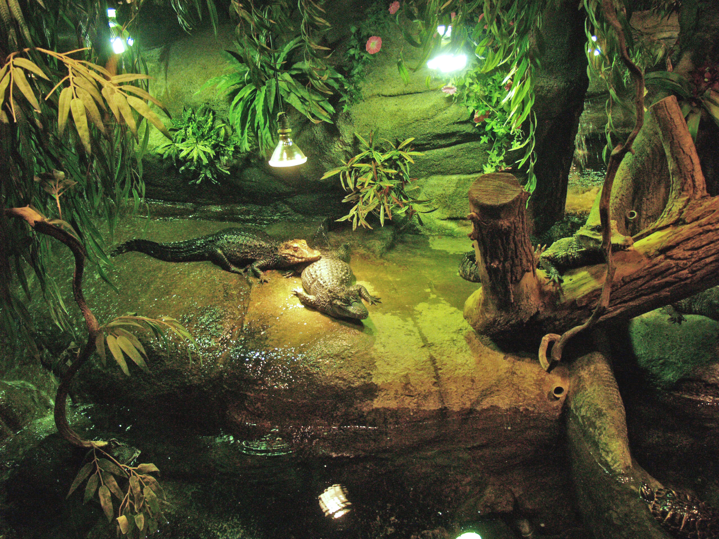 Cuvier's dwarf caiman and slider turtle exhibit, 2009-04-14