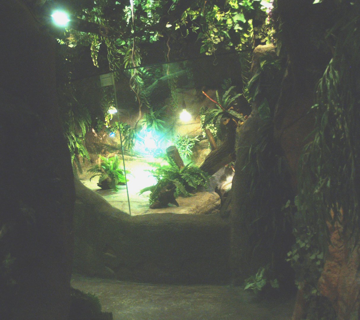 Cuvier's dwarf caiman and slider turtle exhibit, 2014-02-16