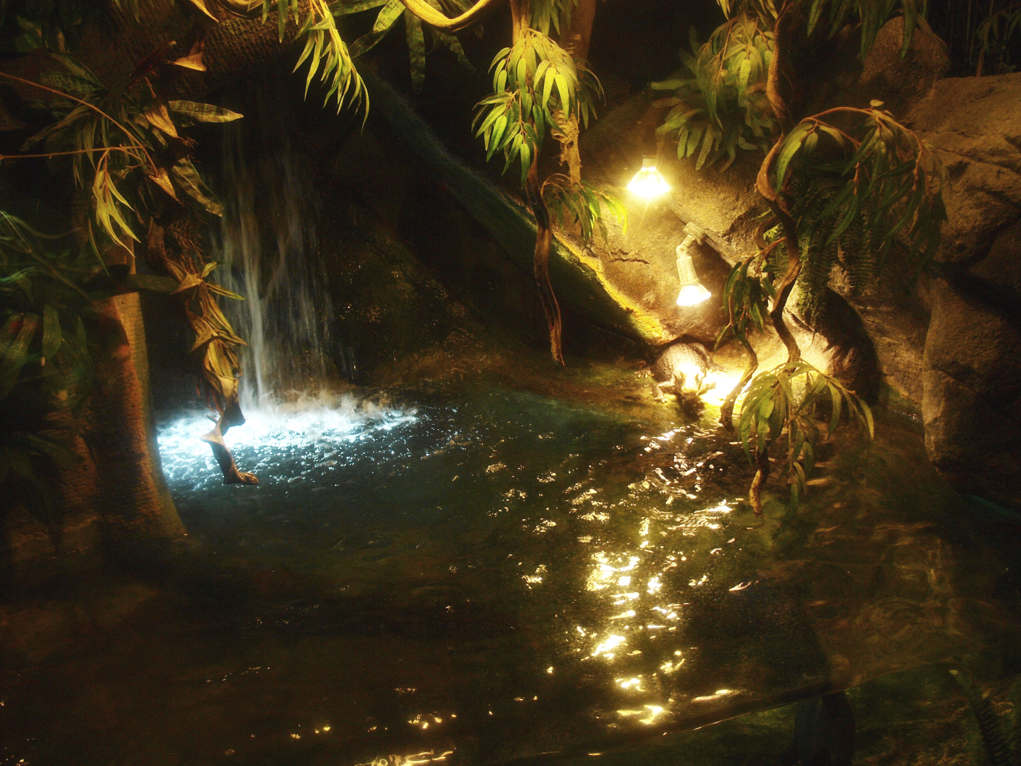 Cuvier's dwarf caiman and slider turtle exhibit, 2017-02-06