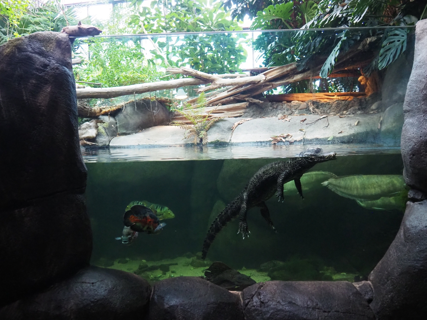 Cuvier's dwarf caiman and South American fish exhibit (Nov 10th, 2018)