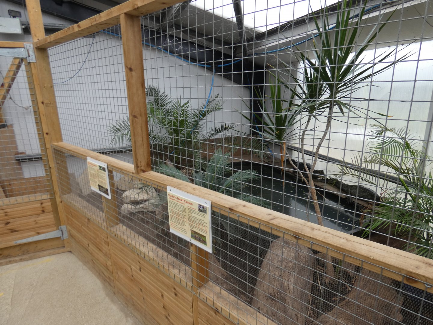 Cuvier's dwarf caiman and Spectacled caiman enclosure (Johnson's of Old Hurst)