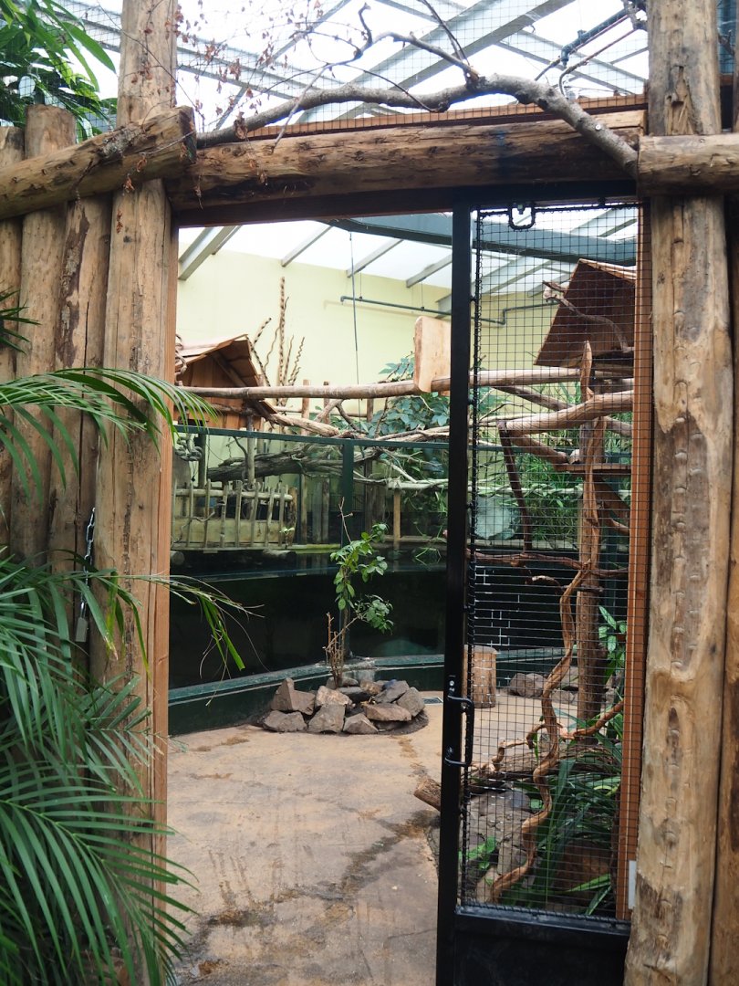 Cuvier's dwarf caiman and Tambaqui exhibit, 2023-08-17