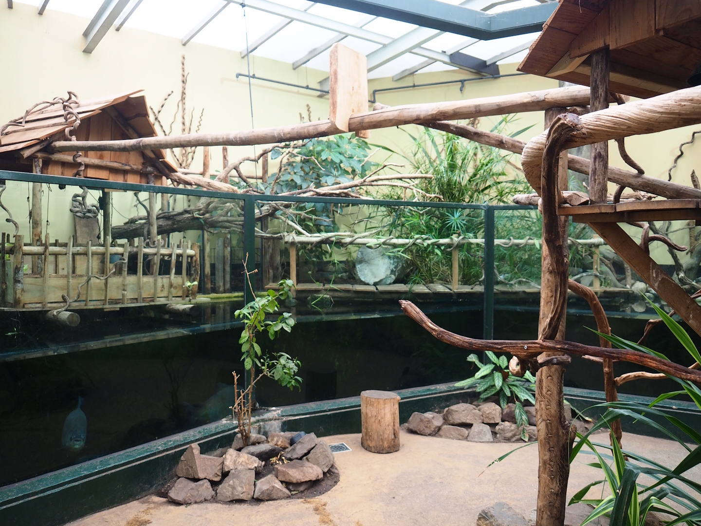 Cuvier's dwarf caiman and Tambaqui exhibit, 2023-08-17