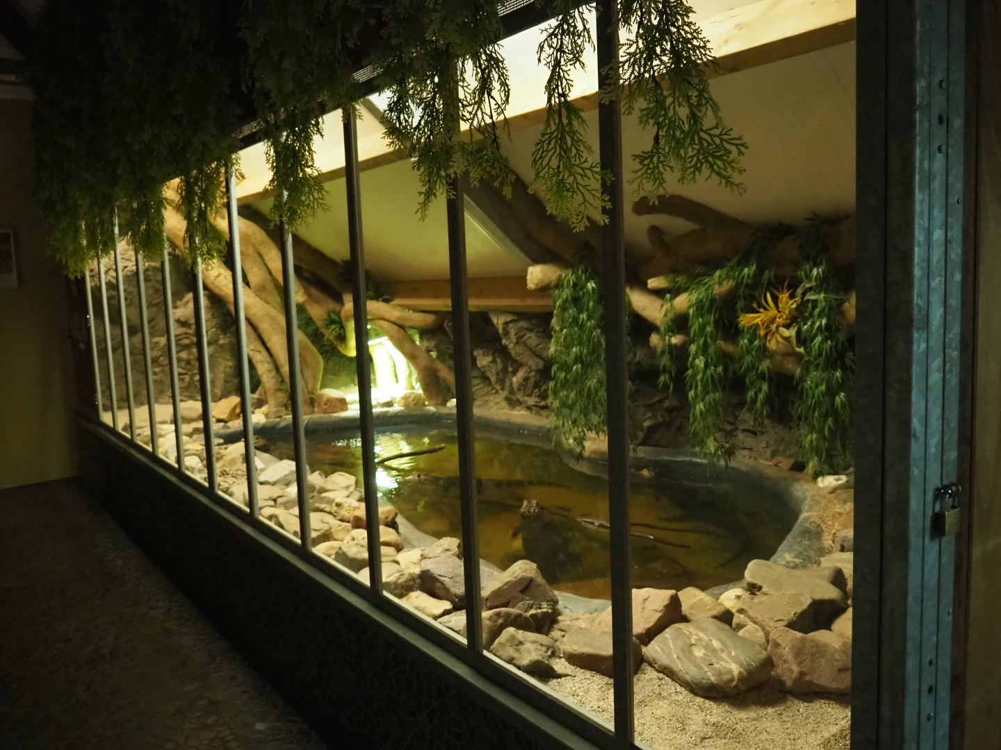 Cuvier's dwarf caiman and turtle terrarium, 2019-04-06