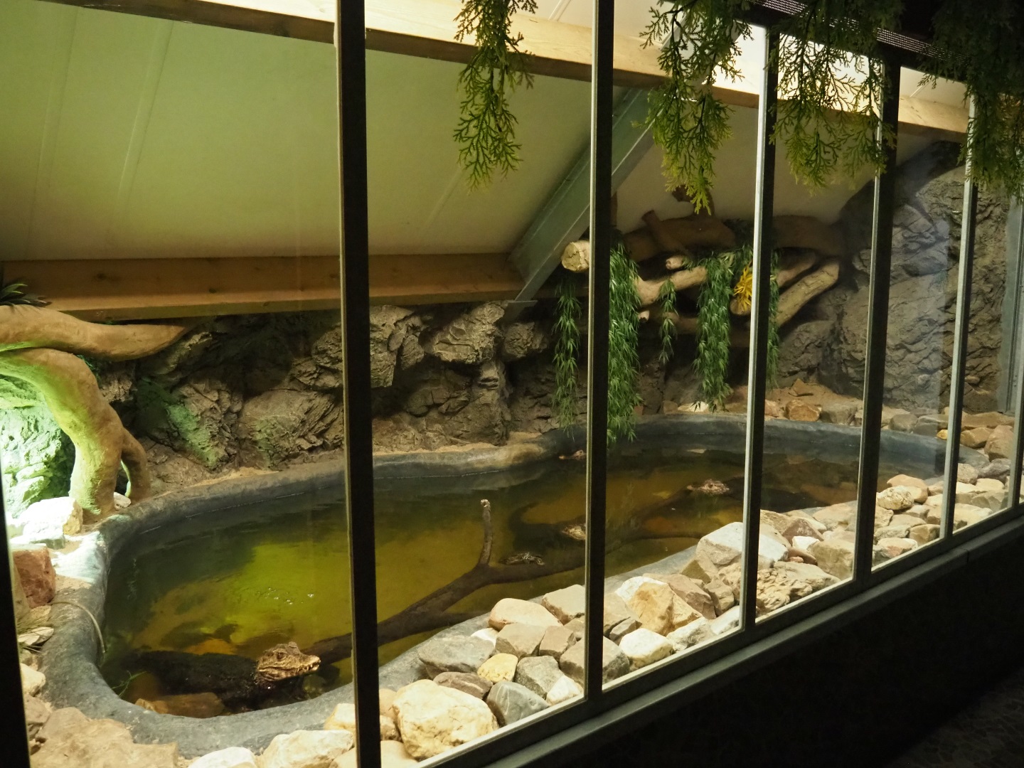 Cuvier's dwarf caiman and turtle terrarium, 2019-04-06