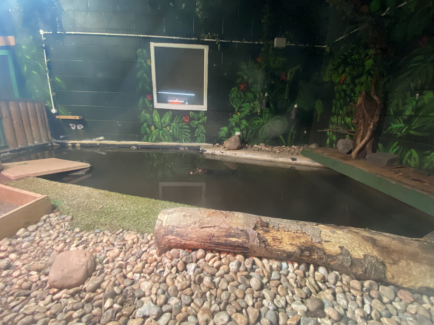 Cuvier's dwarf caiman and Yellow-bellied slider exhibit 231022