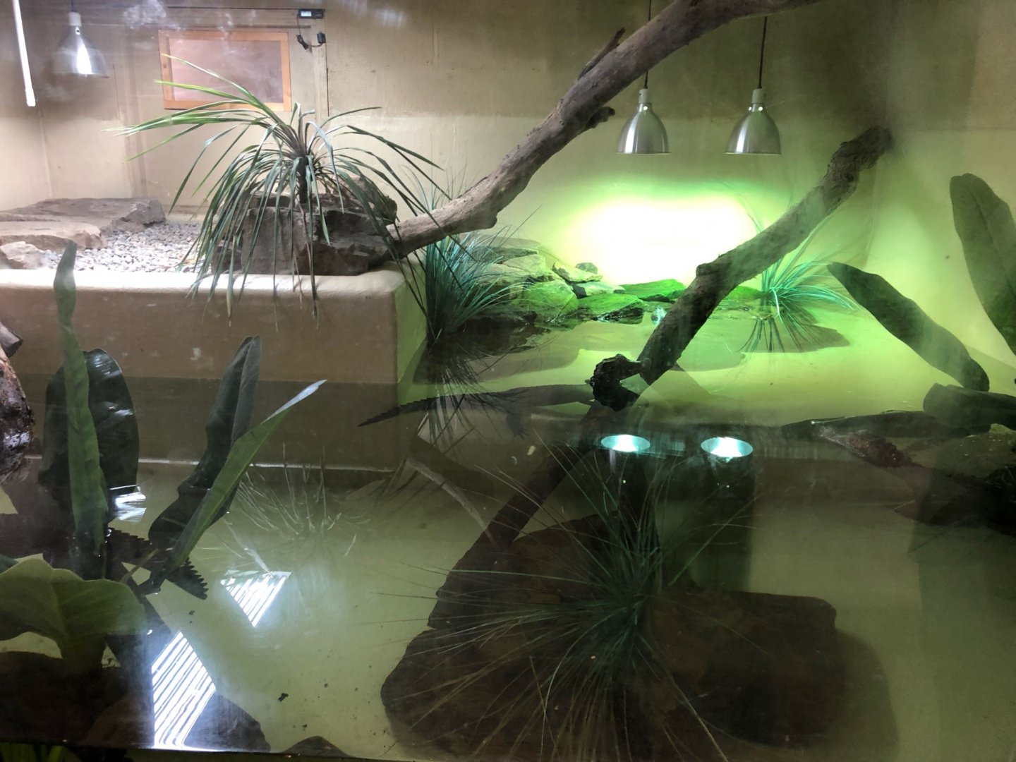 Cuvier's Dwarf Caiman / Arrau River Turtle Enclosure at Ponderosa Zoo (July 2021)