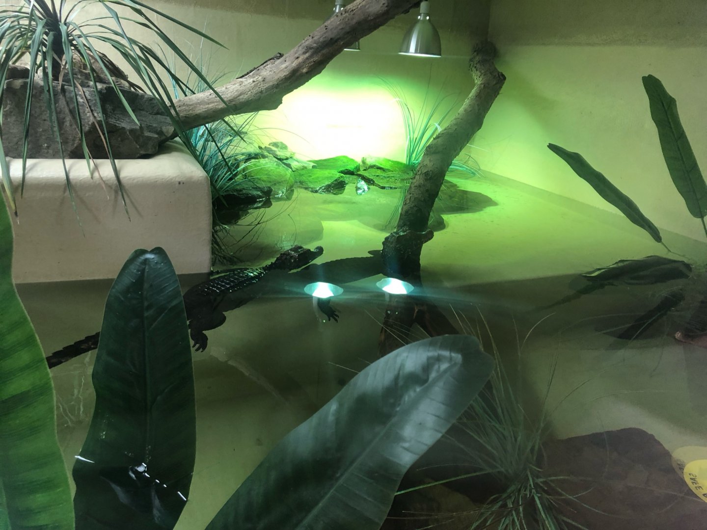 Cuvier's Dwarf Caiman / Arrau River Turtle Enclosure at Ponderosa Zoo (July 2021)