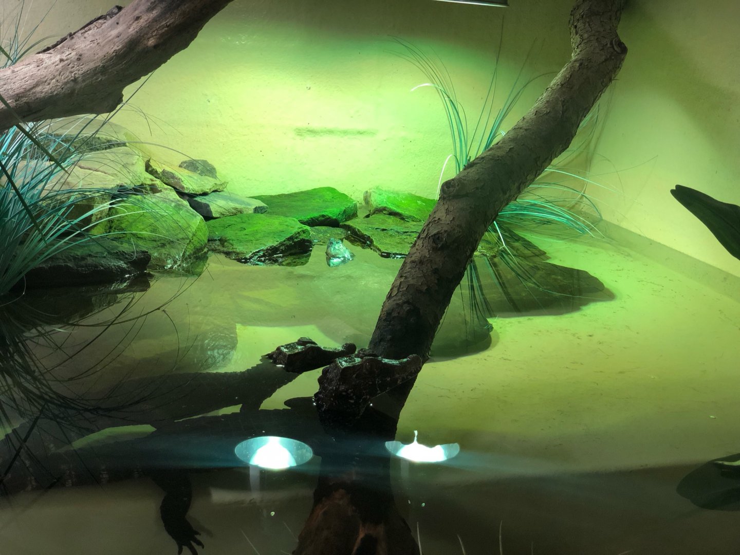 Cuvier's Dwarf Caiman / Arrau River Turtle Enclosure at Ponderosa Zoo (July 2021)