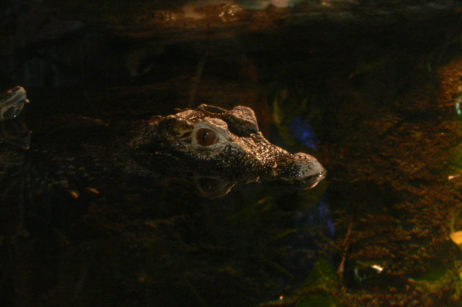 Cuvier's Dwarf Caiman at Blue Planet, 10/12/14