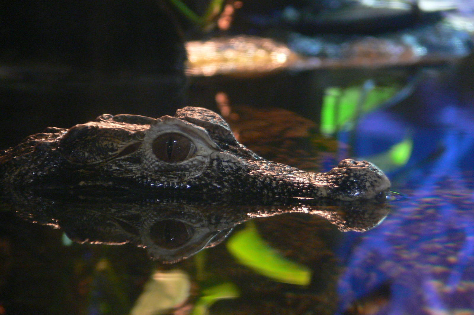 Cuvier's Dwarf Caiman at Blue Planet, 10/12/14