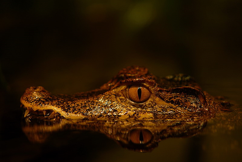 Cuvier's dwarf caiman at Chemnitz zoo
