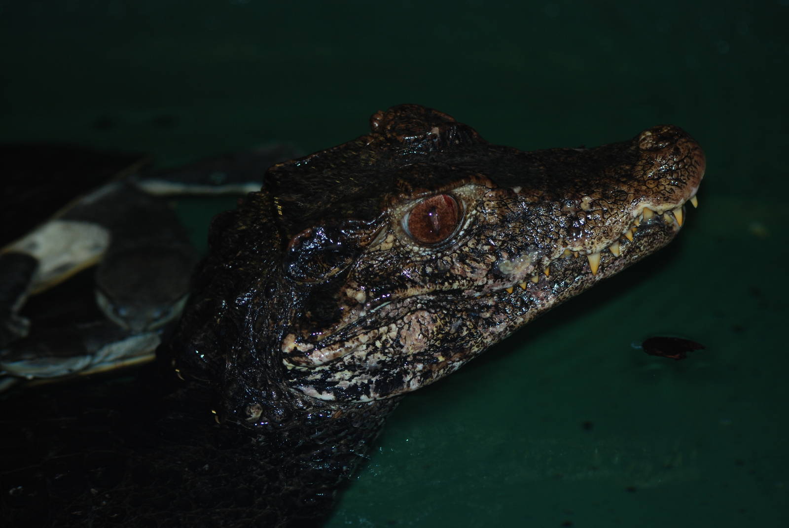 Cuvier's Dwarf Caiman at Crocodiles of the World, 05/02/12