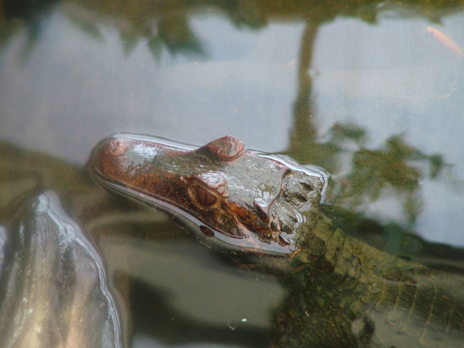 Cuvier's Dwarf Caiman at Shepreth 05/04/10