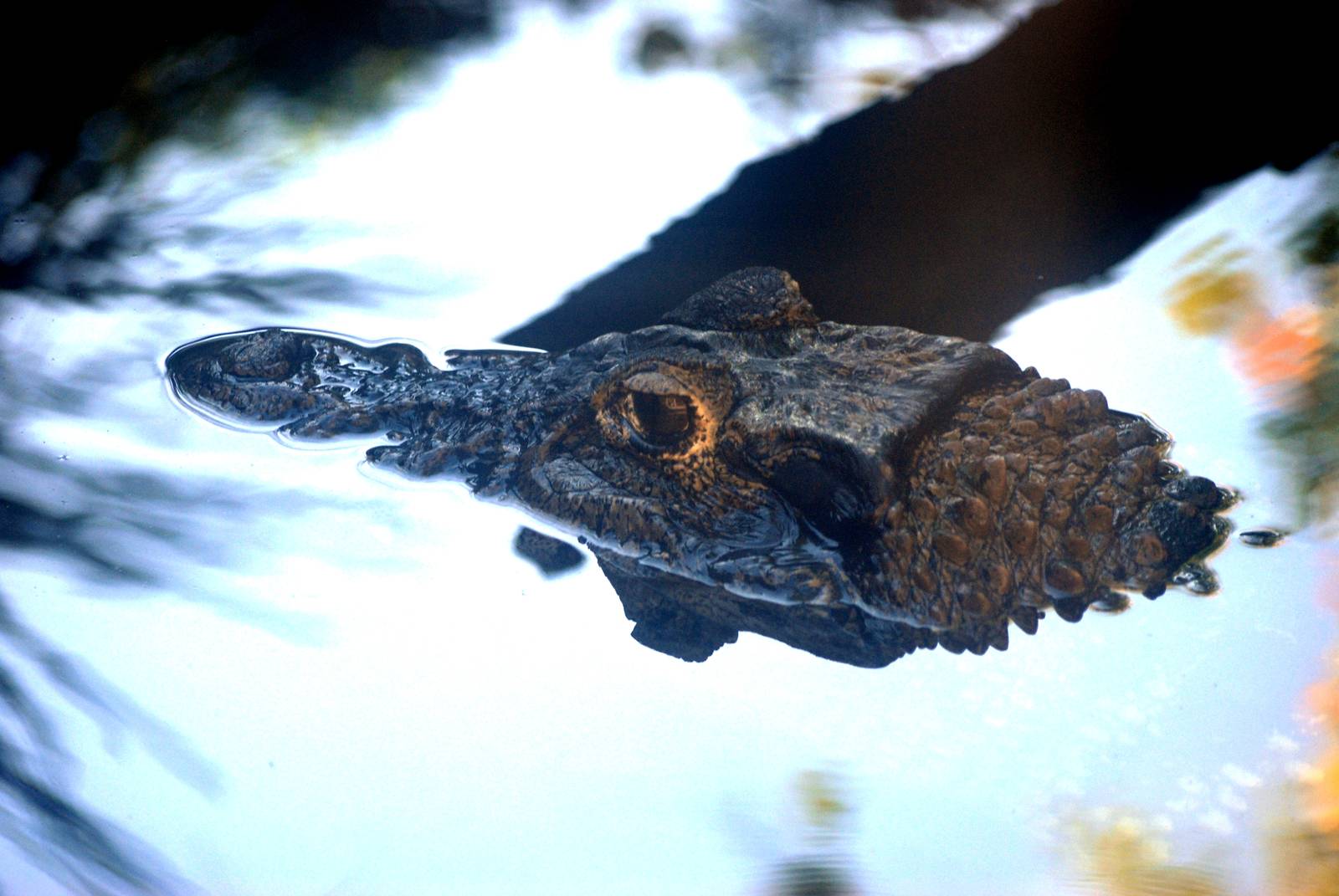 Cuvier's Dwarf Caiman at St. Augustine, 11/10/13