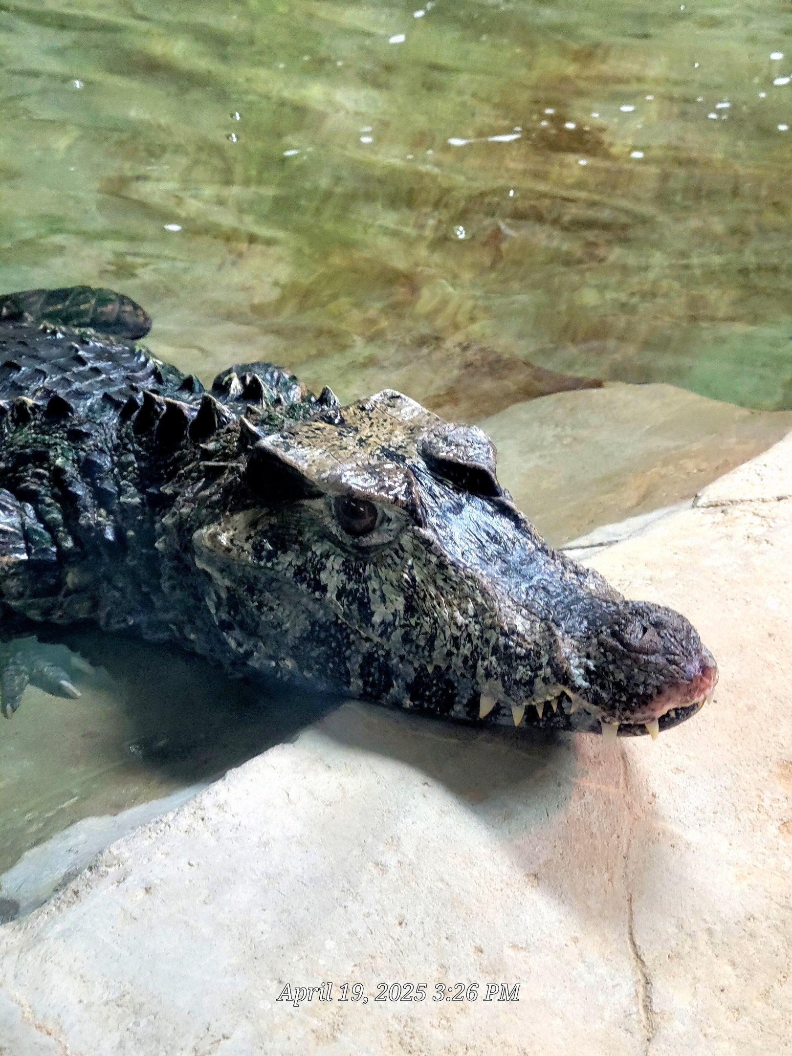 Cuvier's Dwarf Caiman-Bright's Zoo