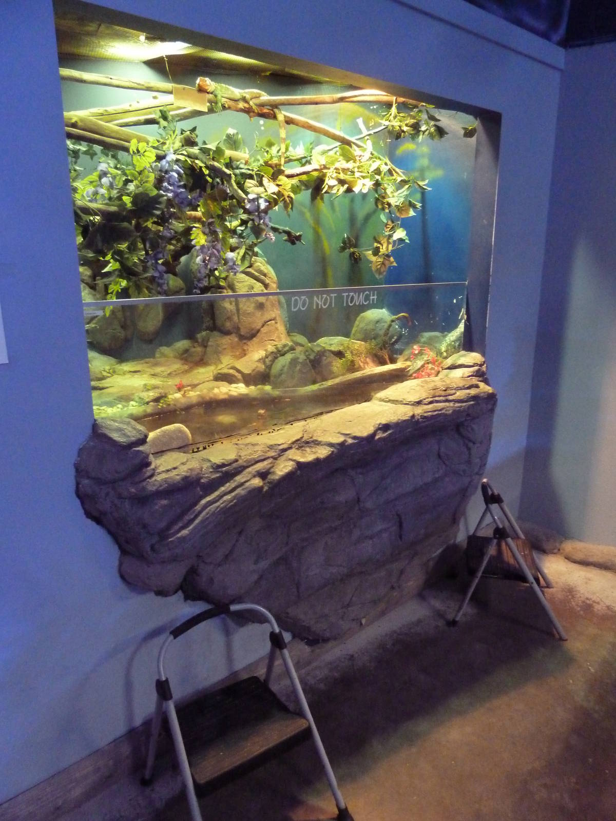 Cuvier's Dwarf Caiman/Caiman Lizard Exhibit