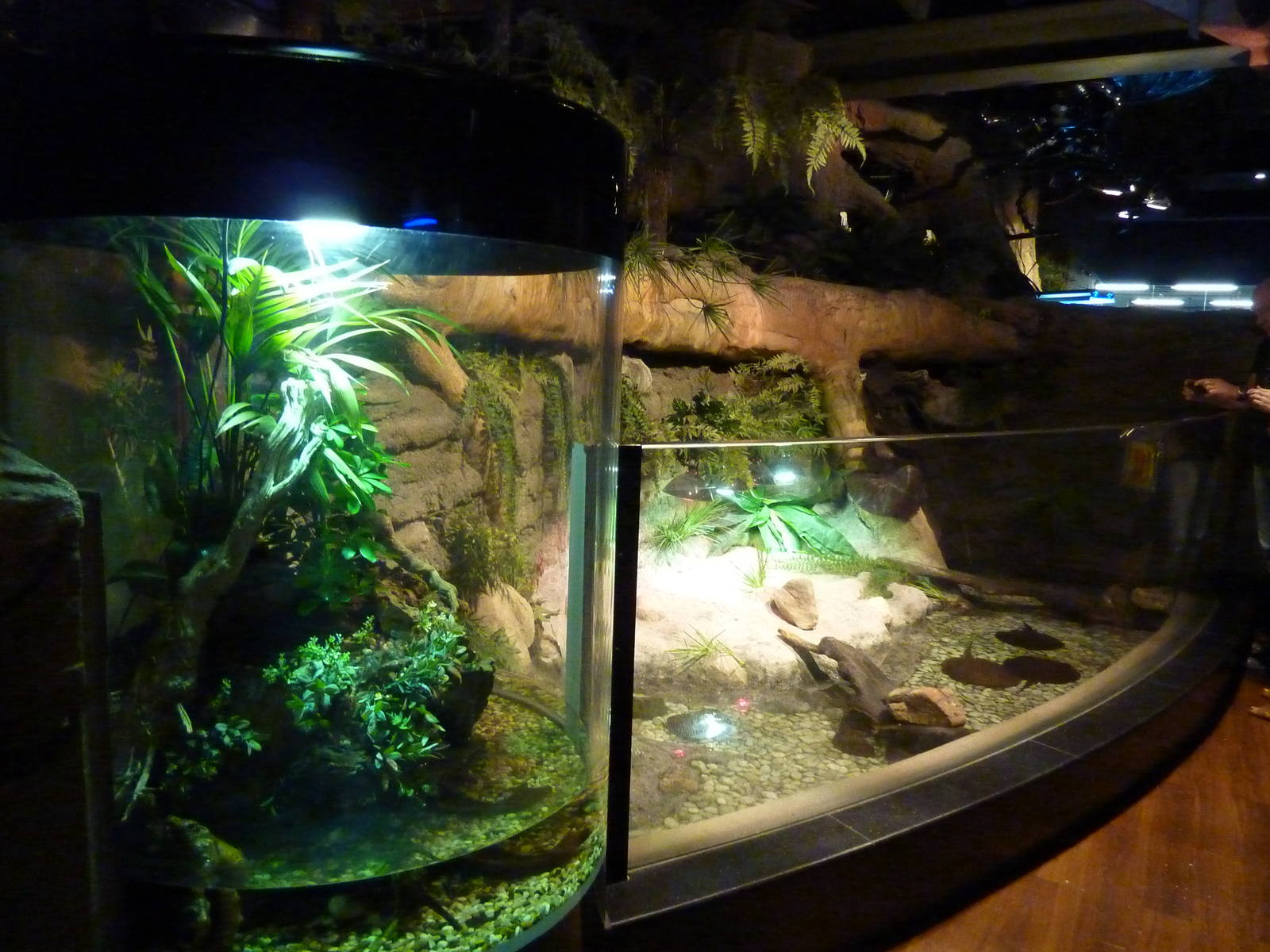 Cuvier's dwarf caiman & Chinese water dragon enclosures