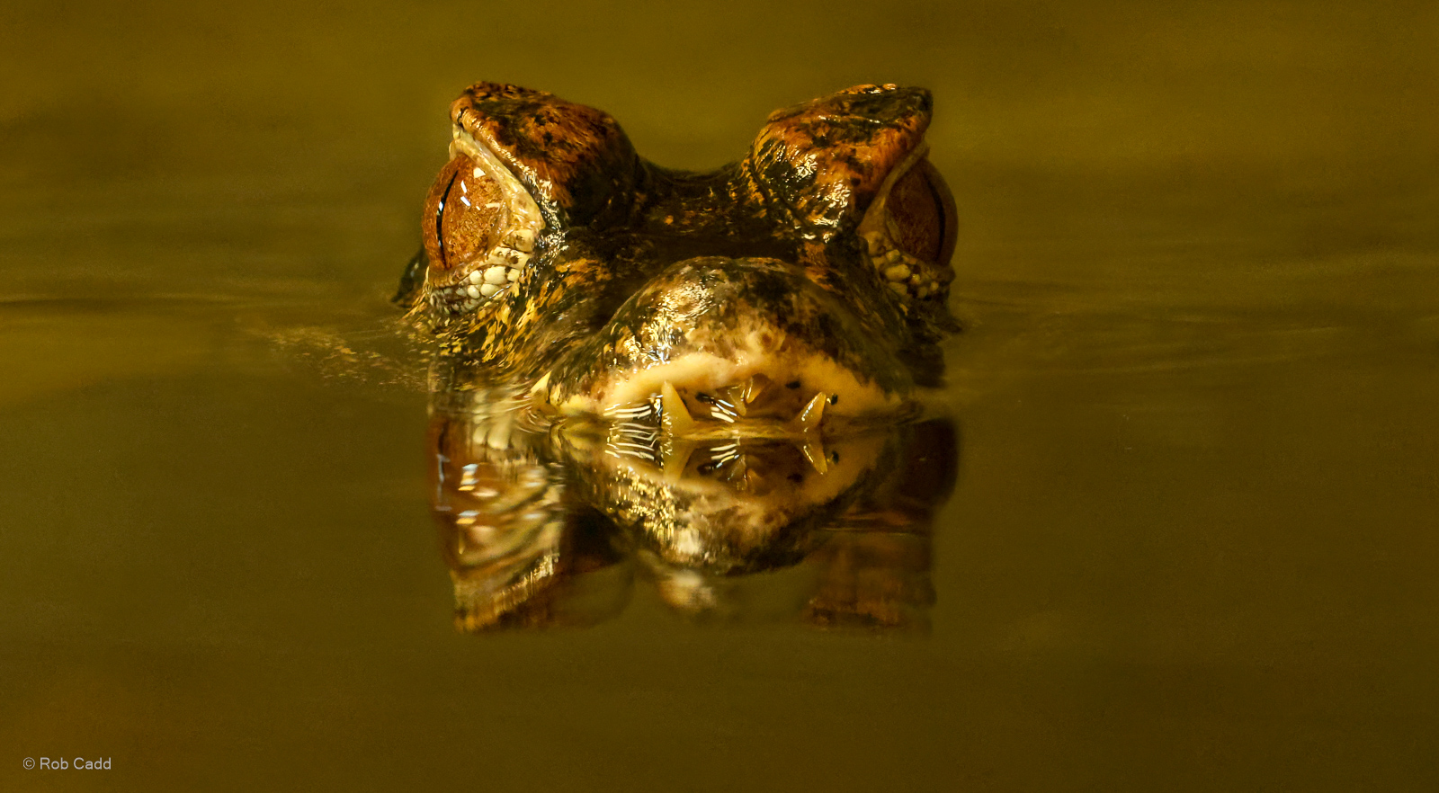 Cuvier's dwarf caiman : Crocodiles of the World : 01 Jun 2024