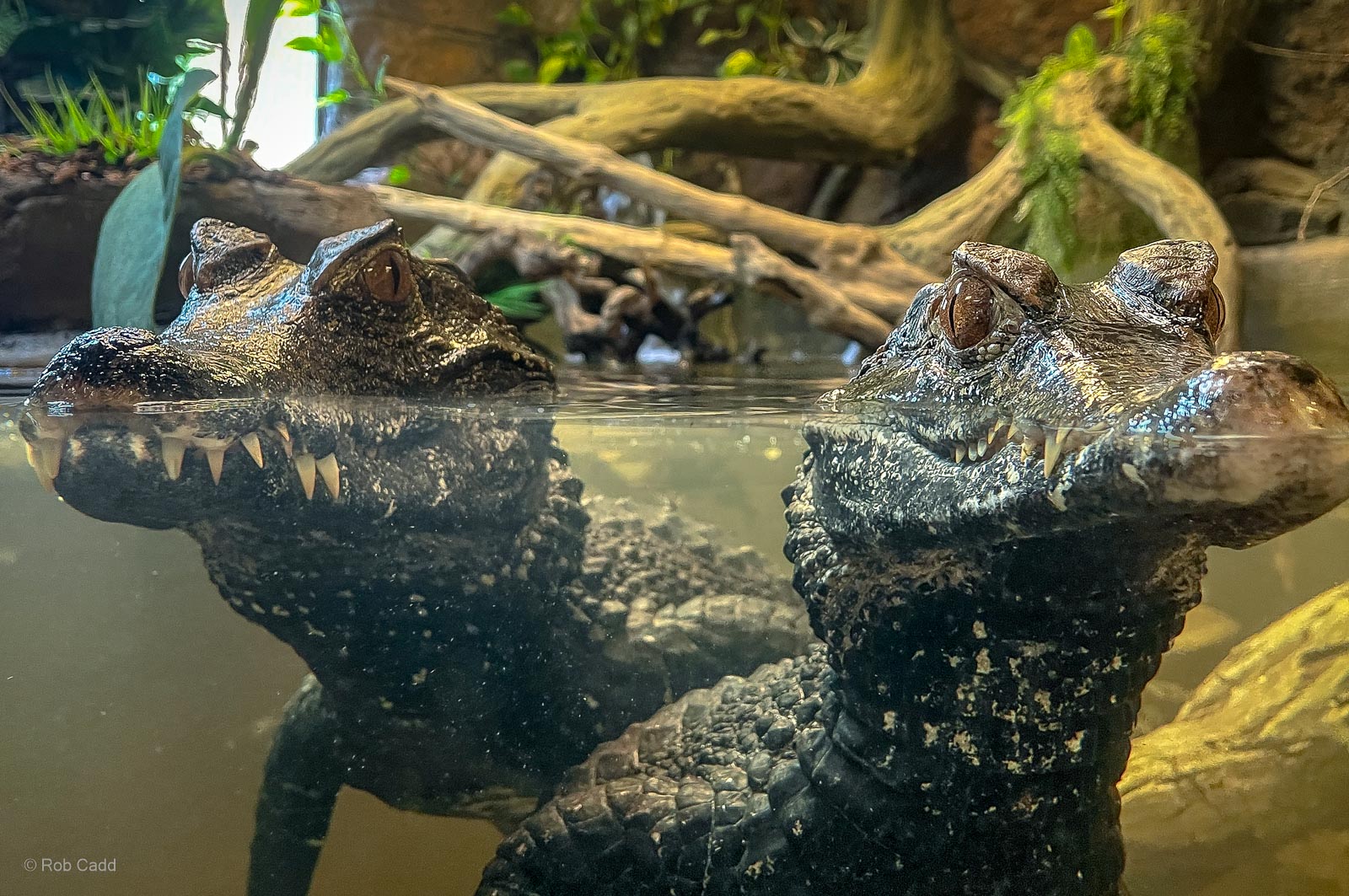 Cuvier's dwarf caiman : Crocodiles of the World : 05 Jul 2024
