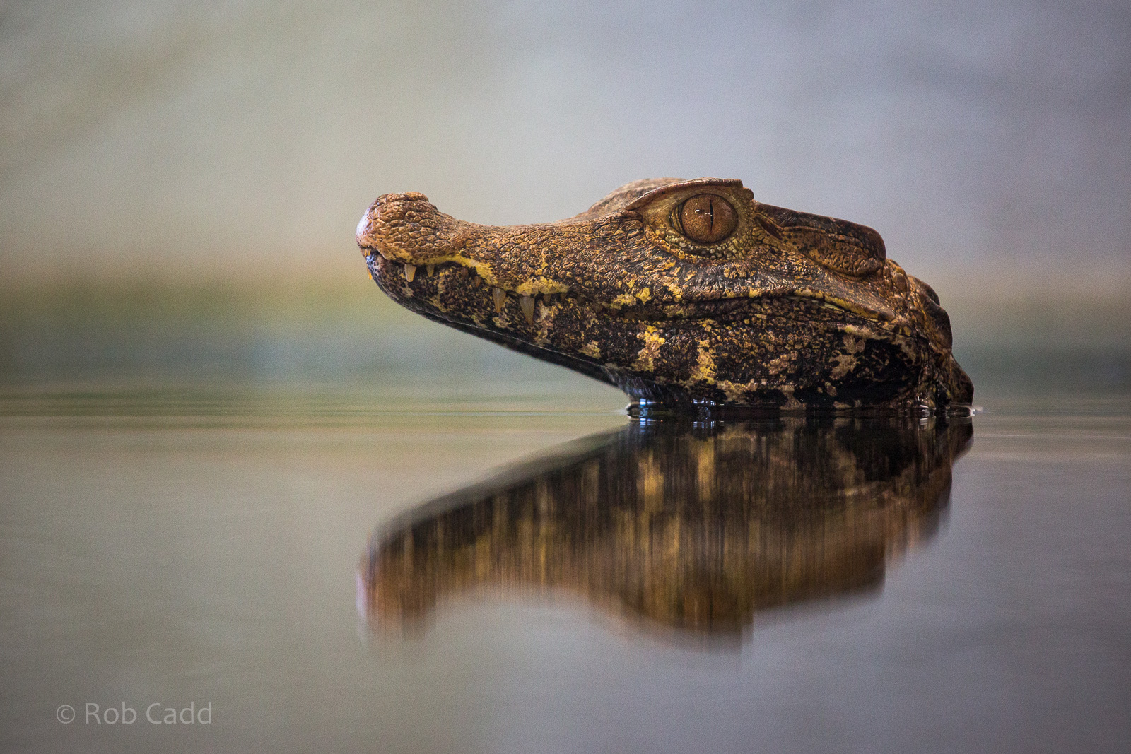 Cuviers dwarf caiman : Crocodiles of the World : 14 Nov 2014