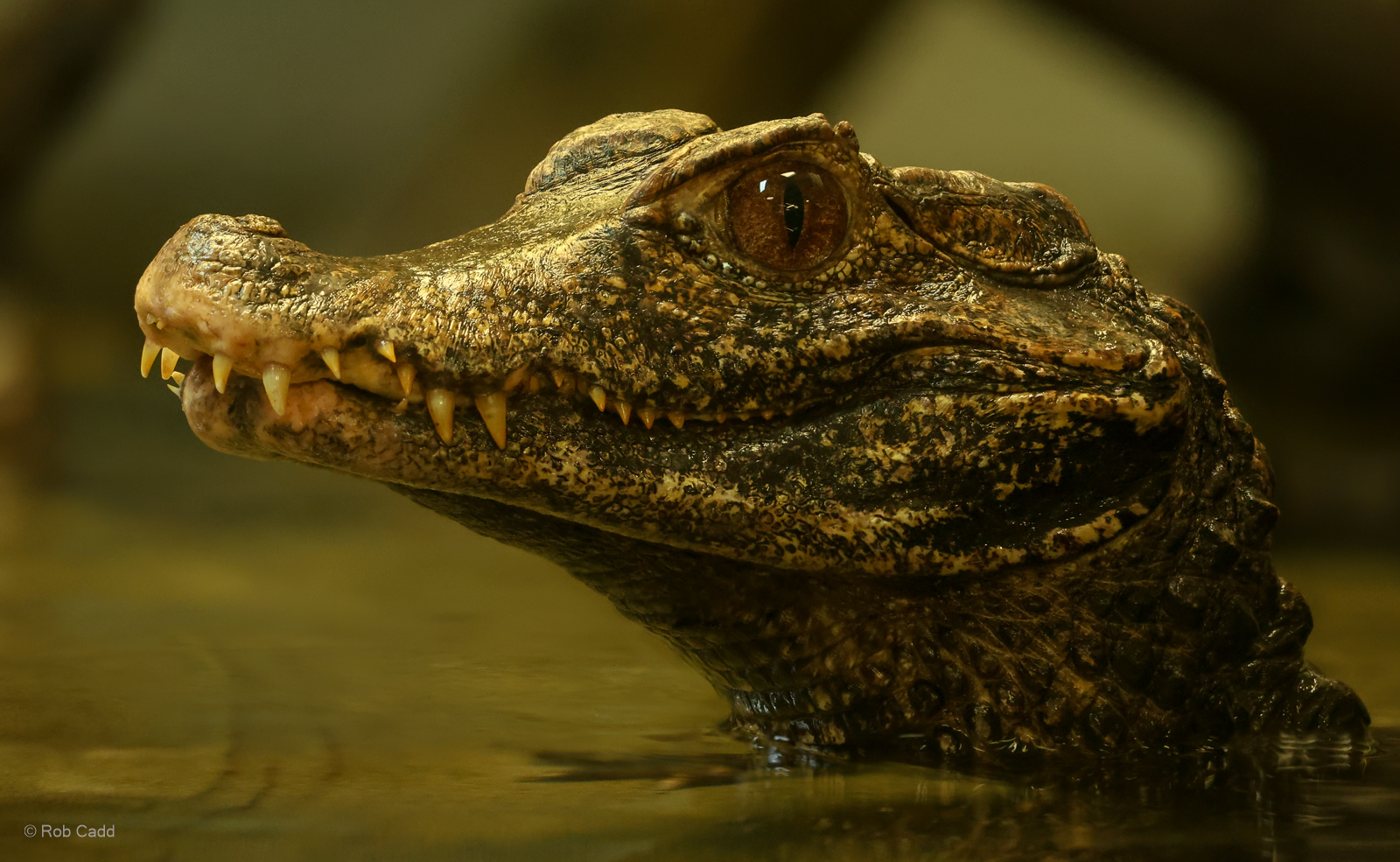 Cuvier's dwarf caiman : Crocodiles of the World : 20 Jun 2024