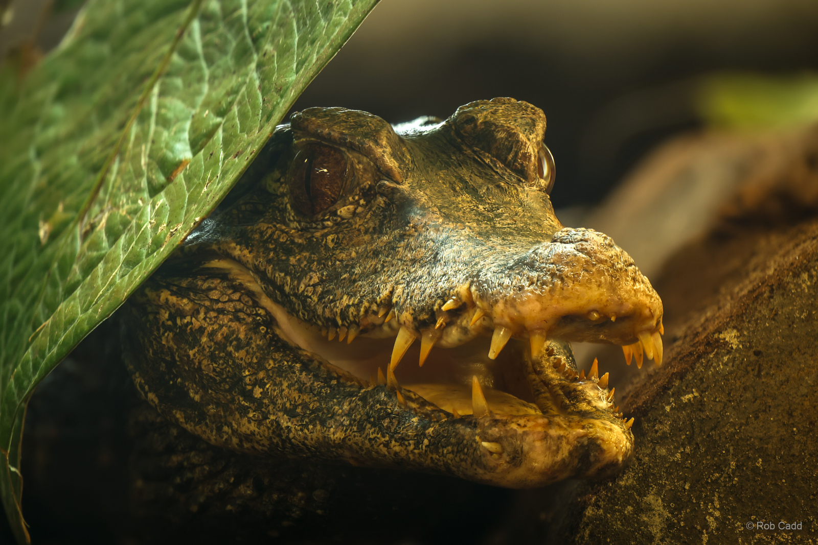 Cuvier's dwarf caiman : Crocodiles of the World : 20 Jun 2024