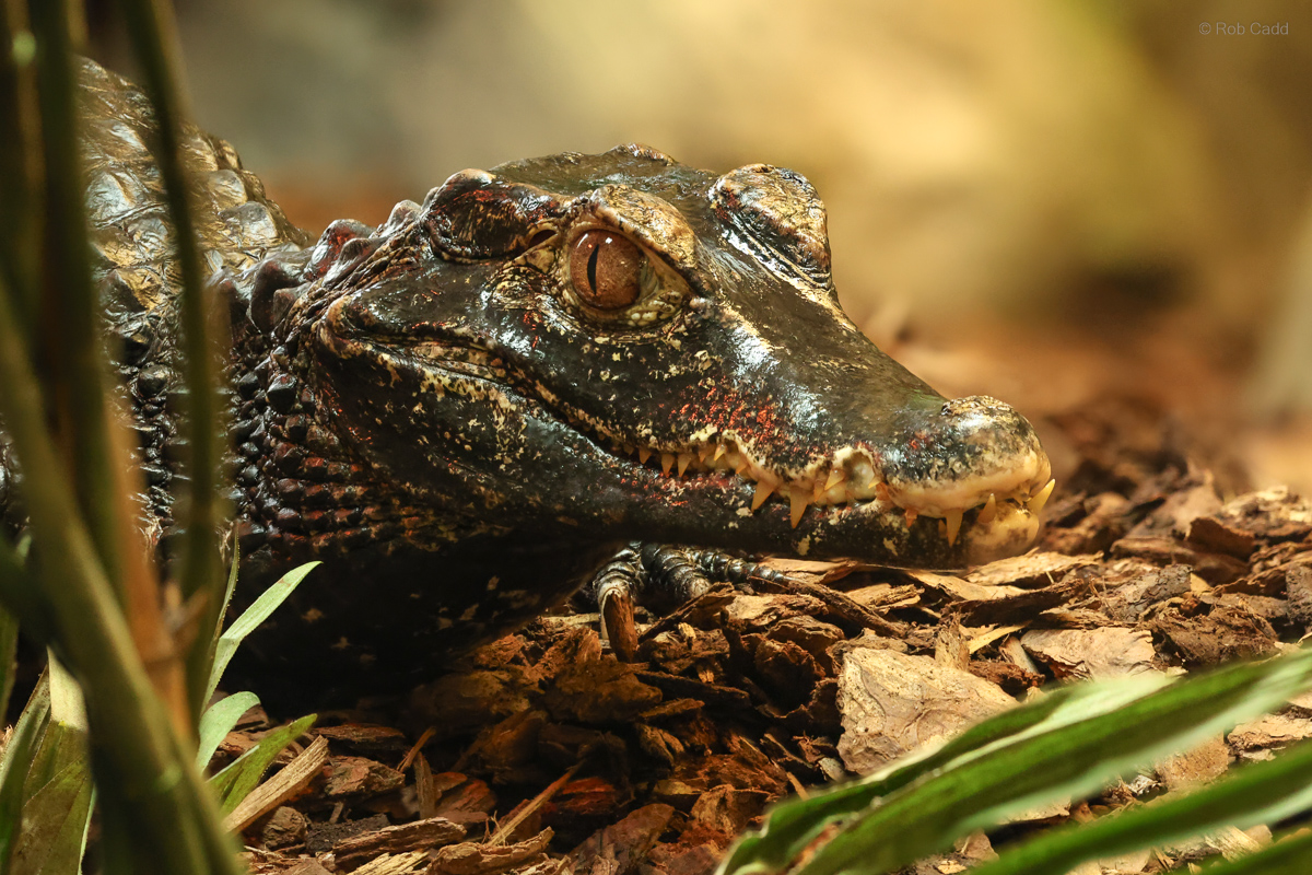 Cuvier's dwarf caiman : Crocodiles of the World : 20 Jun 2025