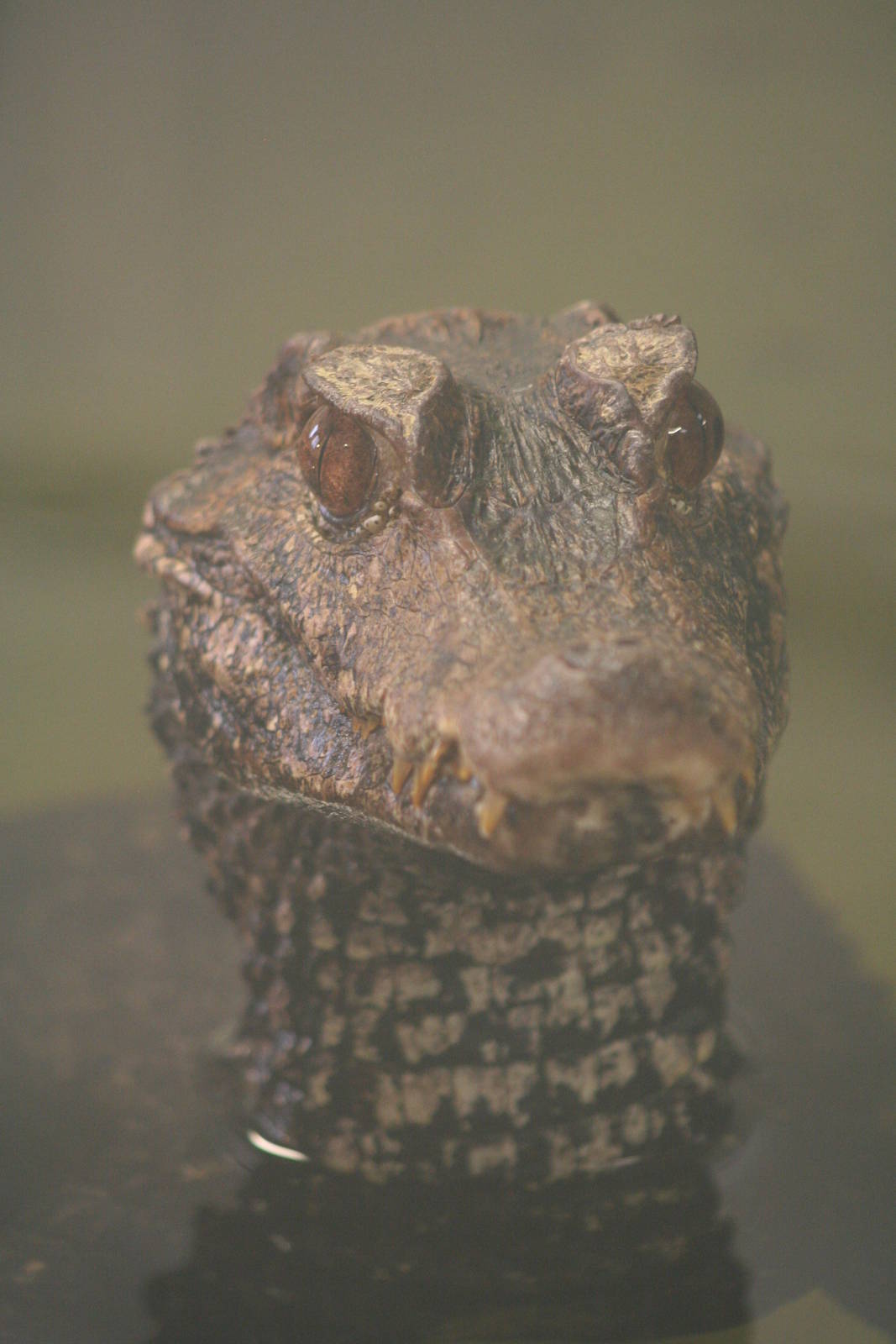 Cuvier's Dwarf Caiman @ Crocodiles of the World; 24.10.2014